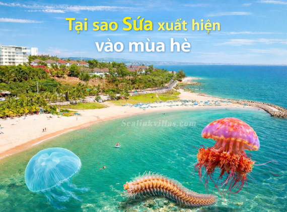 Mùa hè biển Việt Nam có sứa không? Nguyên nhân & cách phòng tránh